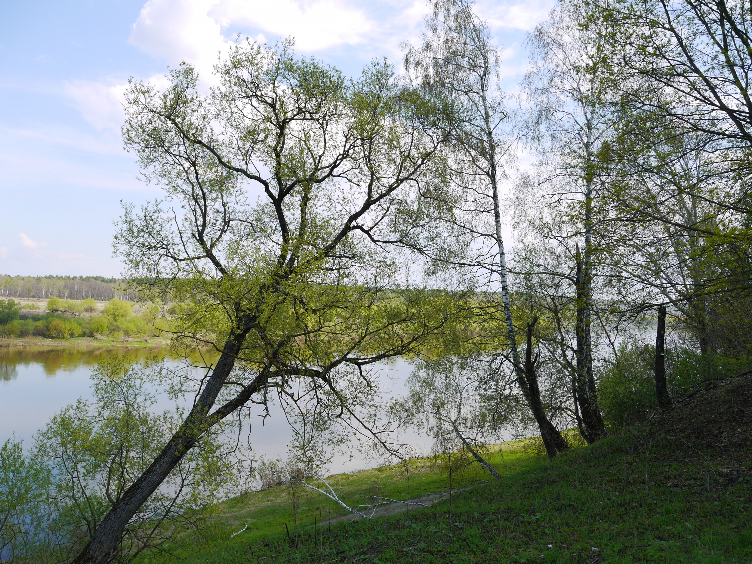 Тарусе на неделю. Таруса Курган роща. Таруса природа. Погода в Тарусе. Таруса в мае фото.