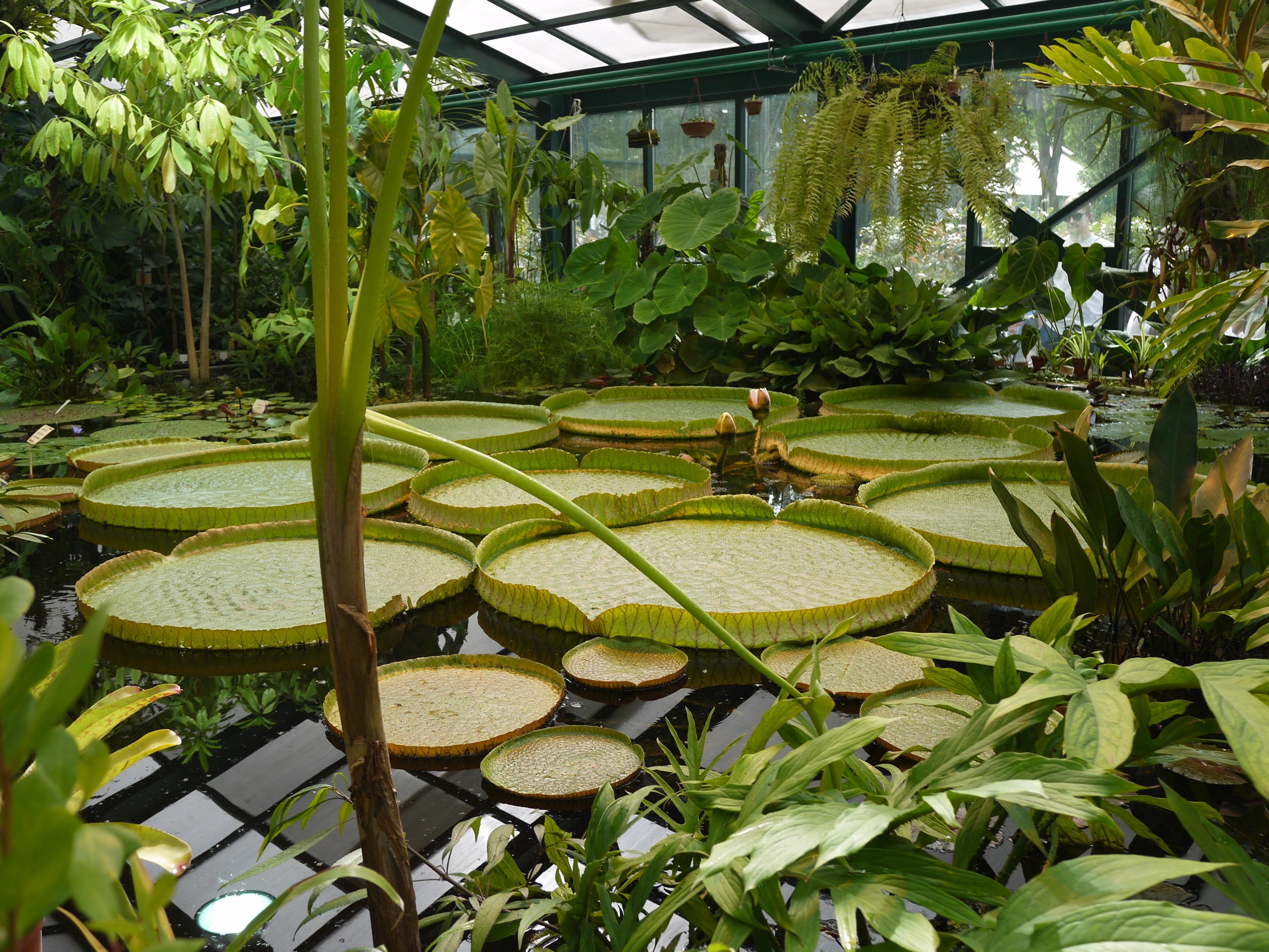 Ботанический сад Ломоносова
